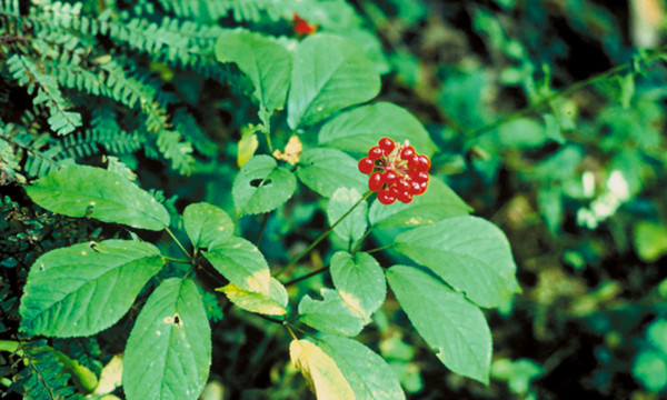 Πέντε λόγοι για να εντάξετε το Panax Ginseng στην καθημερινότητά σας